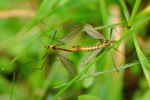 Nephrotoma flavescens